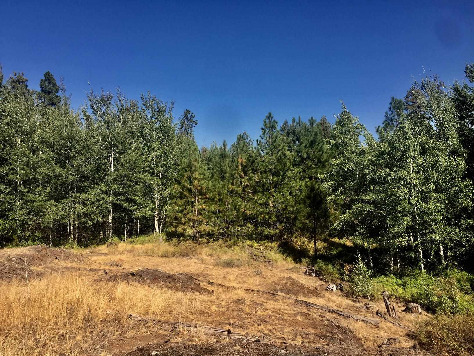 249011 West Kitt Road Reardan, WA 99029 - Photo 12 of 17