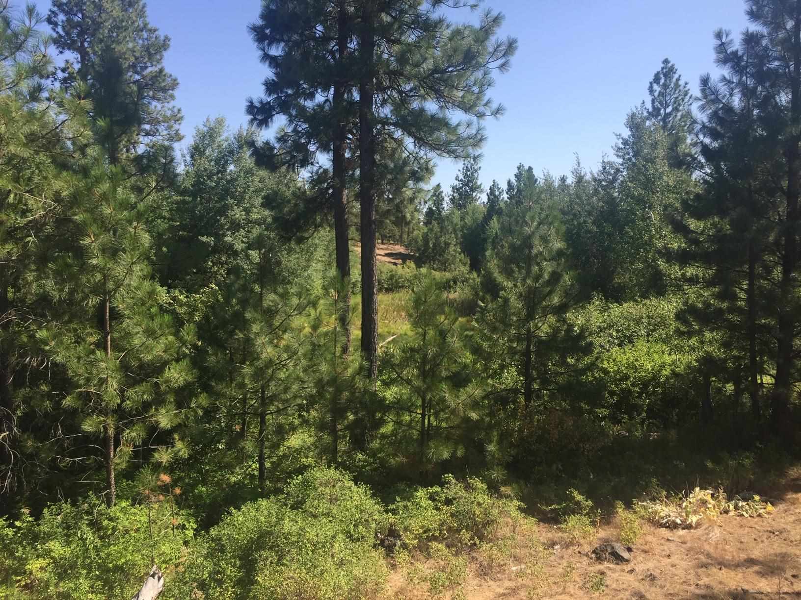 249011 West Kitt Road Reardan, WA 99029 - Photo 5 of 17