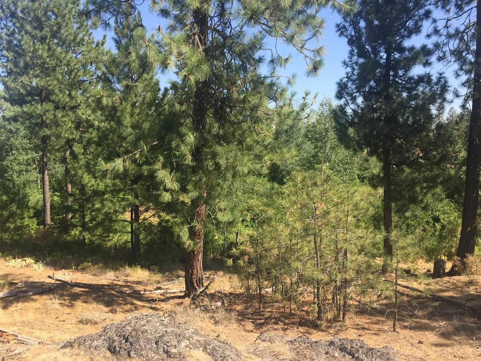 249011 West Kitt Road Reardan, WA 99029 - Photo 9 of 17