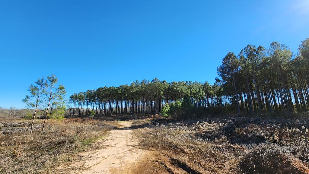 20-acres Hudson Road Columbia, AL 36319 - Photo 37 of 40