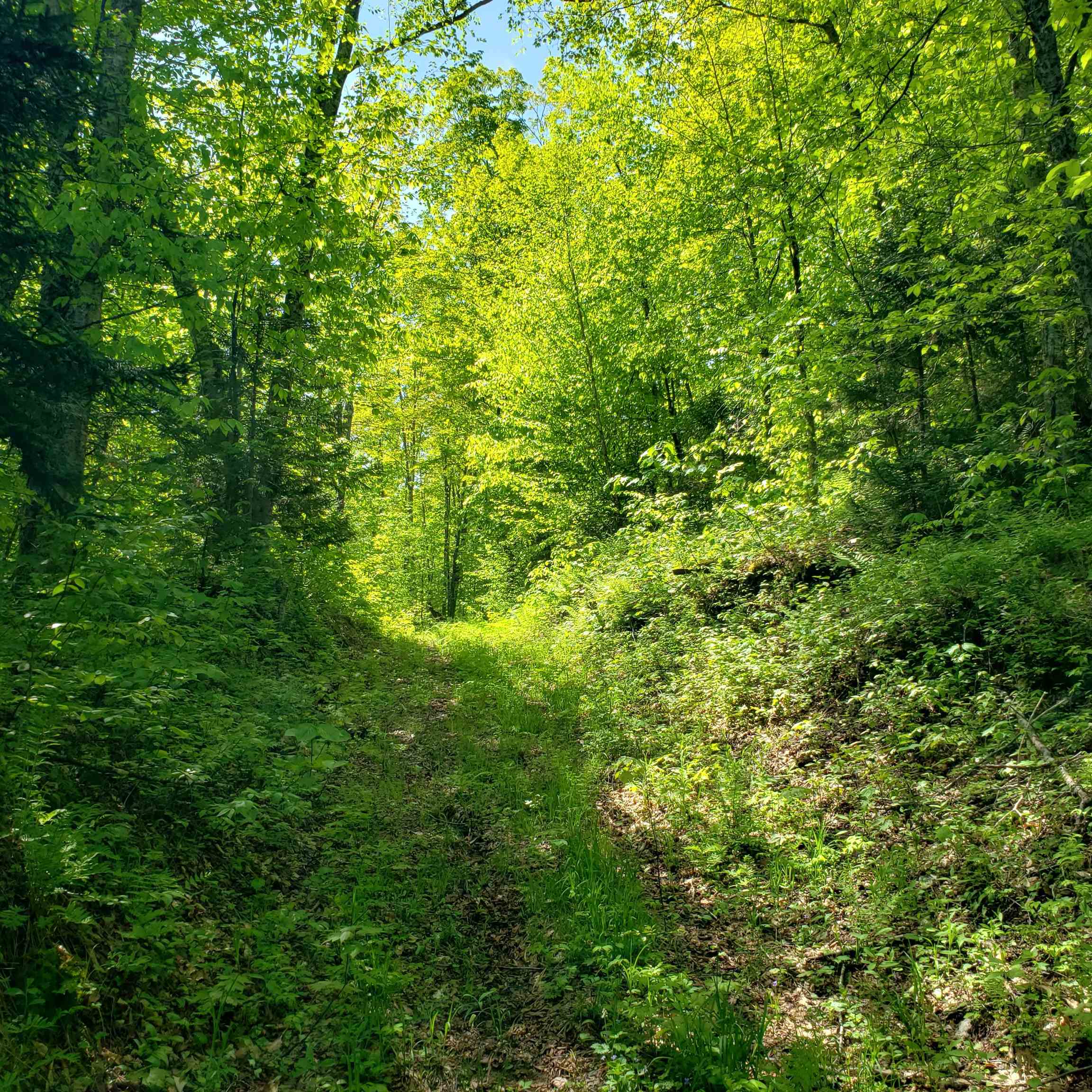 0 Beaver Meadow Road Roxbury, VT 05669 - Photo 11 of 16