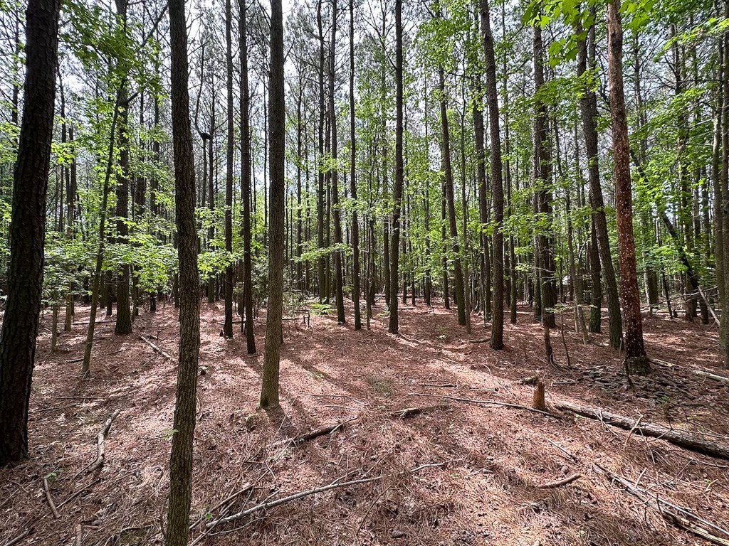 1.75-ac 1.75-ac Kegotank Road, Unit 2 Bloxom, VA 23308 - Photo 8 of 18