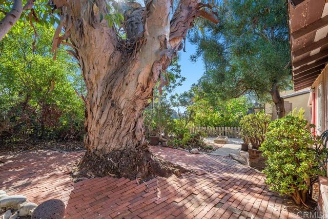 a view of a yard with plants and trees