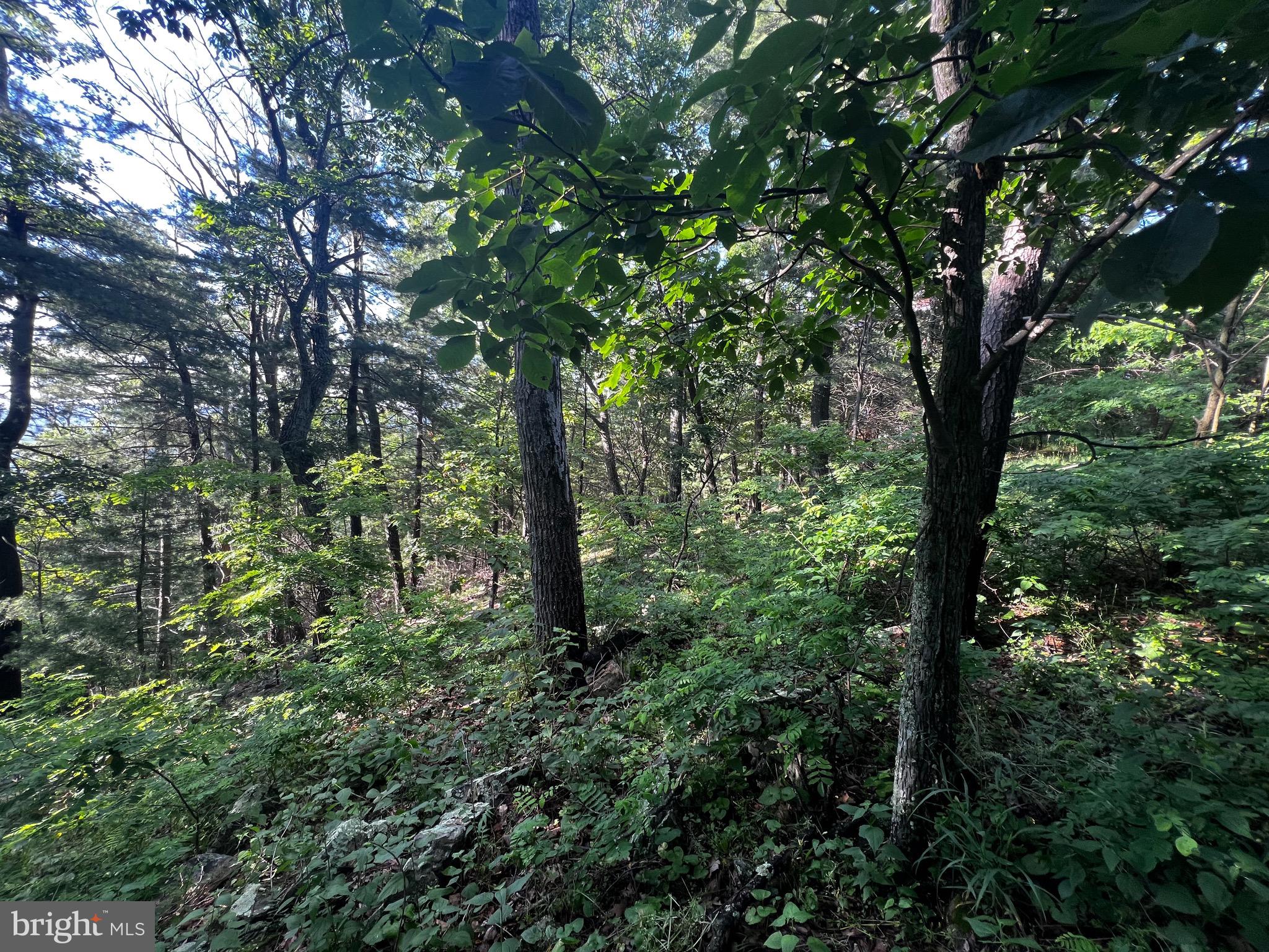 Lot 52 Grace Mountain Mathias, WV 26812 - Photo 23 of 34