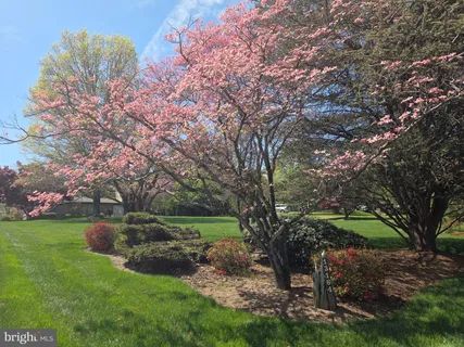 a view of a yard with a tree