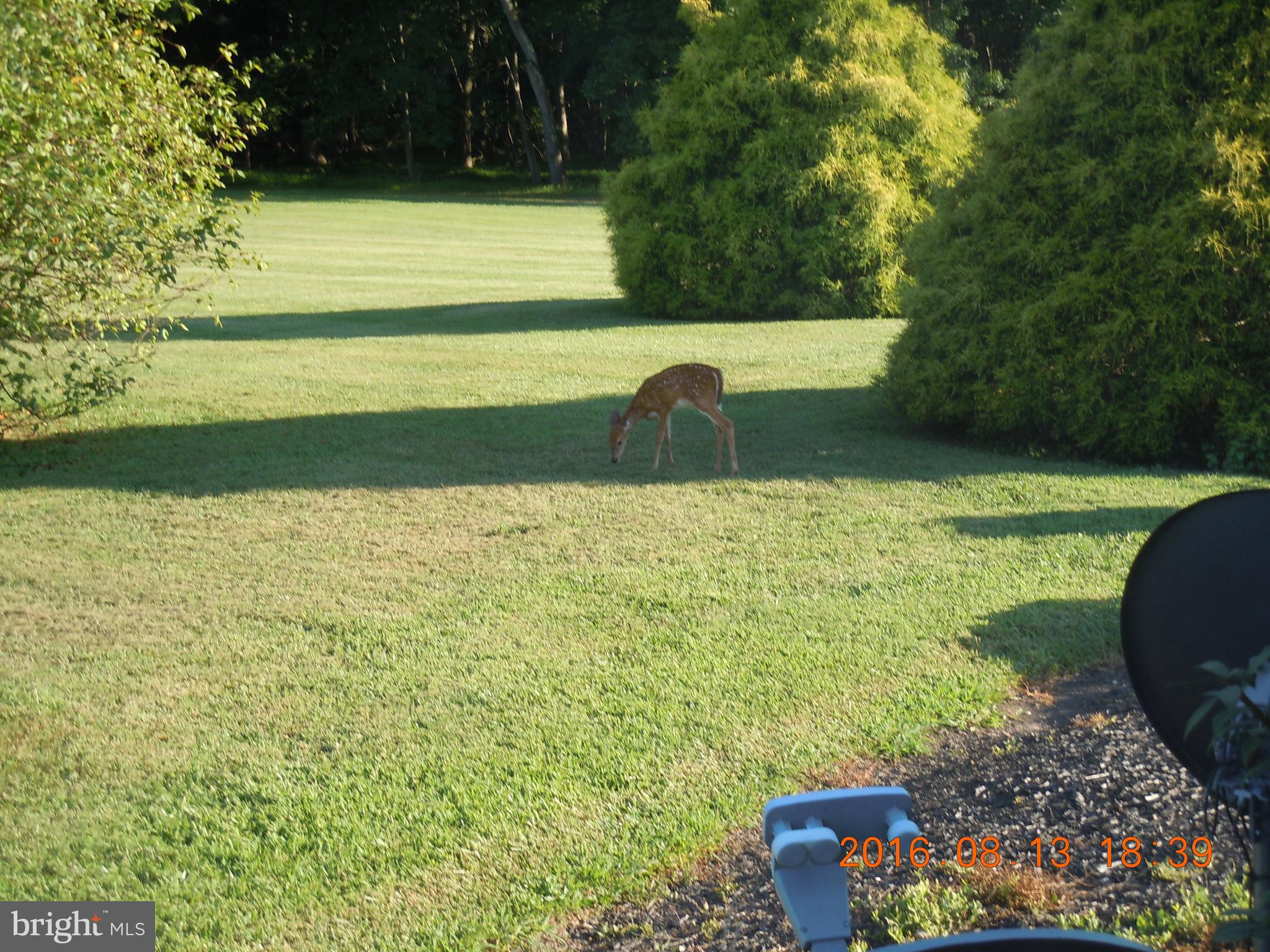 4116 Mt Carmel Road Upperco, MD 21155 - Photo 55 of 60 Wild life abounds