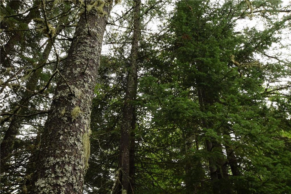 17 Mooseberry Road Wytopitlock, ME 04497 - Photo 3 of 22 Tall Trees
