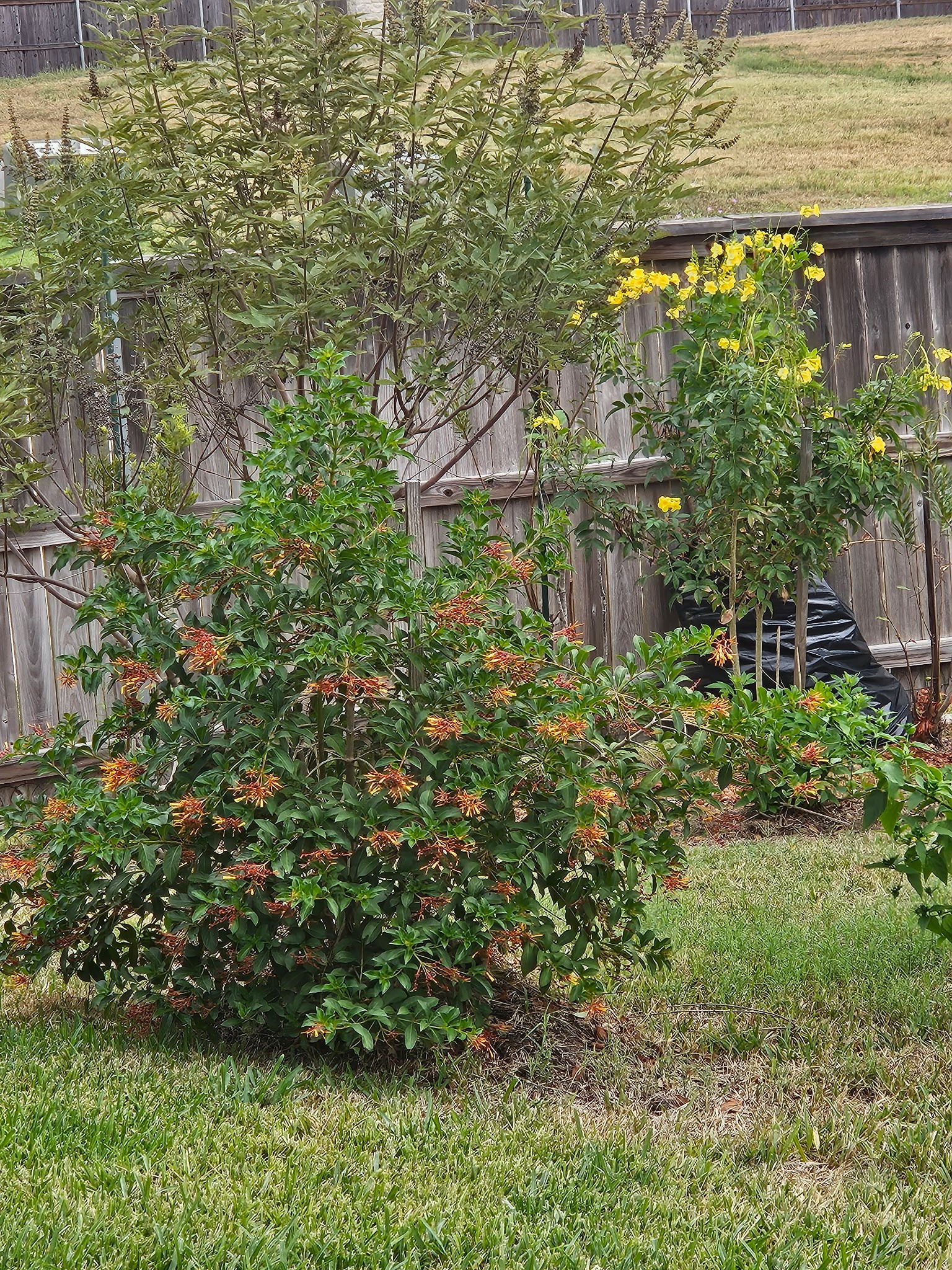 2001 Vineyard Pass Brenham, TX 77833 - Photo 42 of 48