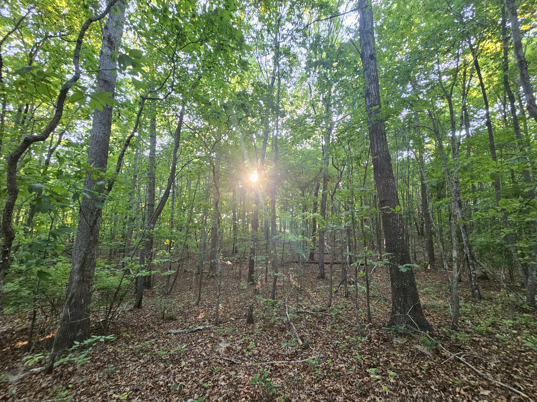10 Griswold Road Altamont, TN 37301 - Photo 16 of 35 a view of a forest with trees