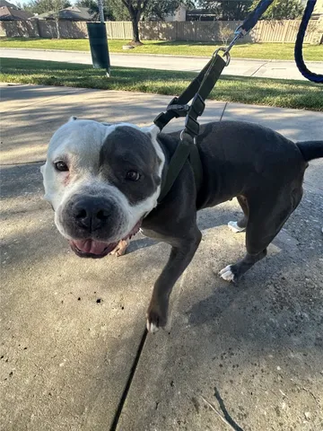 $2,250 | 18702 Desert Marigold Drive, Houston, TX 77073