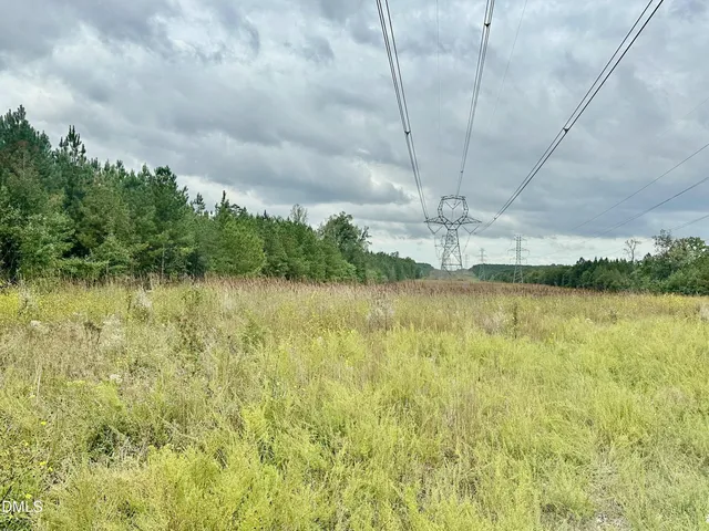 a view of a lush green forest