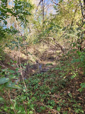a view of a yard with large trees