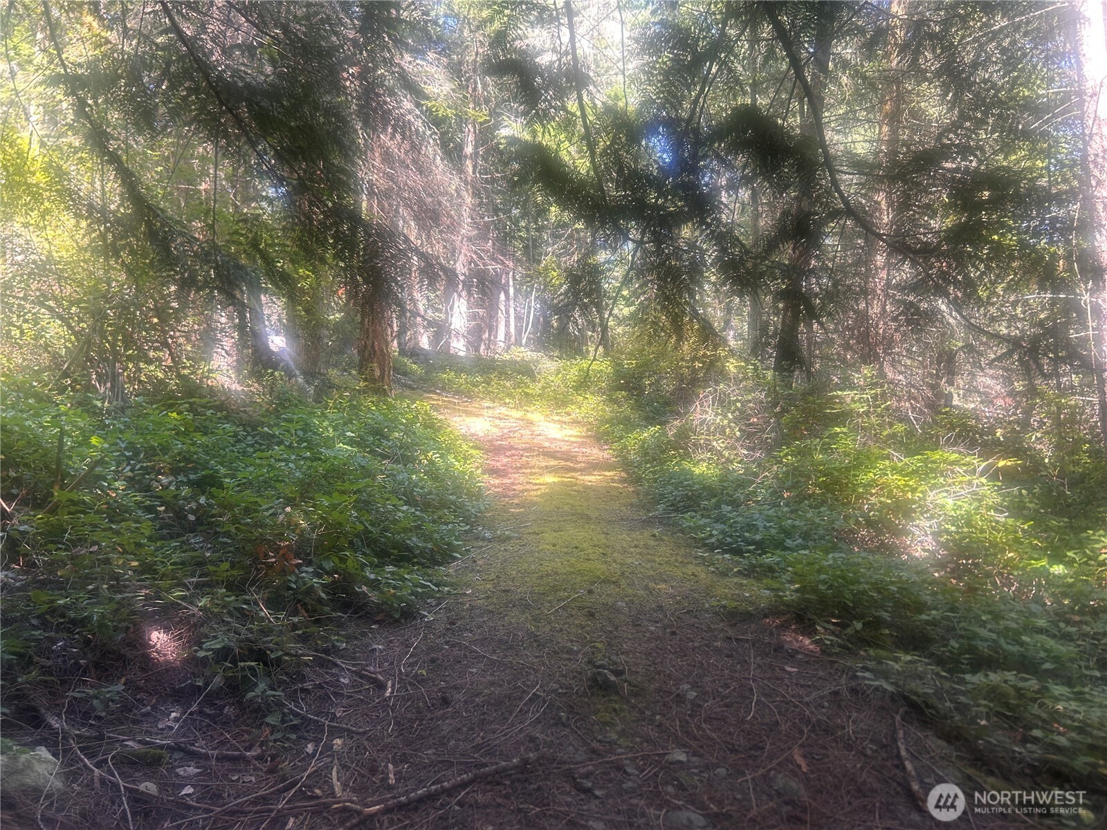 a view of outdoor space and trees