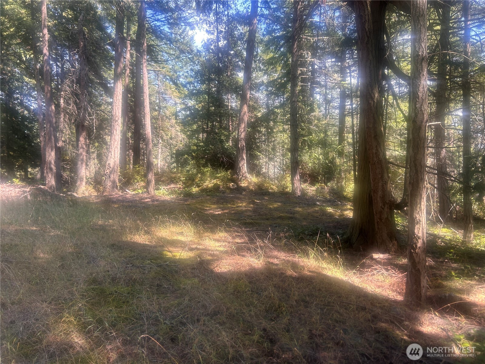 -xx Xx Rocky Road Eastsound, WA 98245 - Photo 2 of 6 a view of a yard with a tree