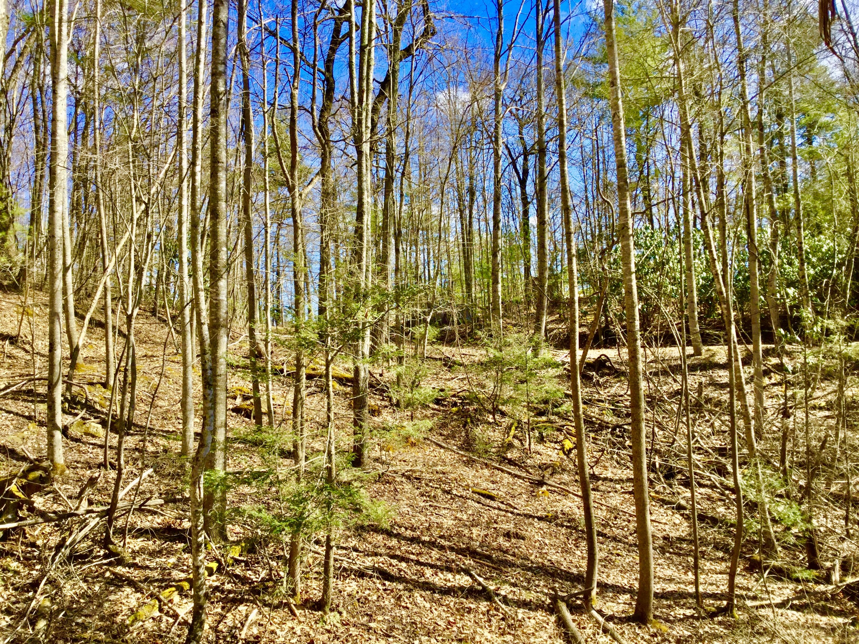 North Heaton Branch Road Butler, TN 37640 - Photo 17 of 40 File_007(2)