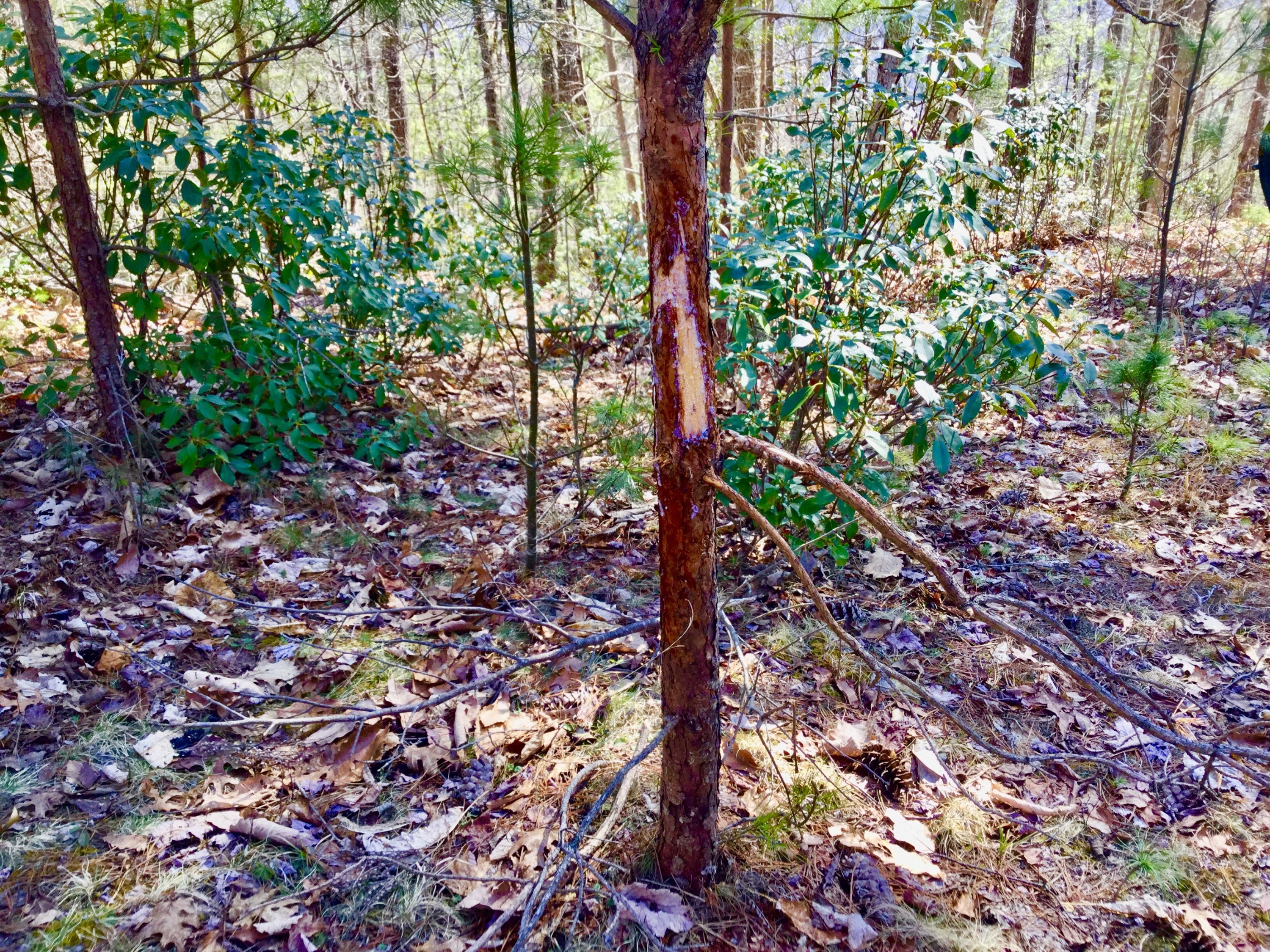 North Heaton Branch Road Butler, TN 37640 - Photo 19 of 40 File_007