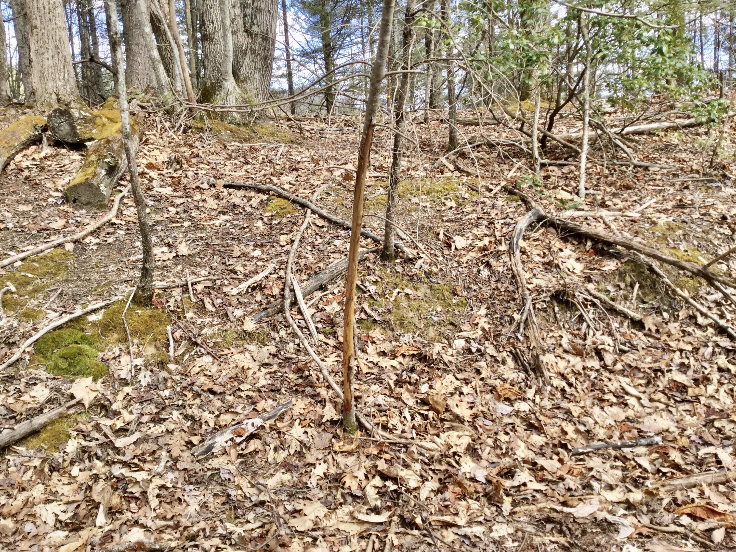 North Heaton Branch Road Butler, TN 37640 - Photo 24 of 40 File_009(3)