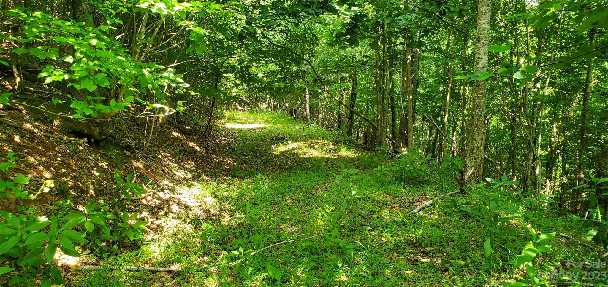2440 Alfred Hartley Road Lenoir, NC 28645 - Photo 8 of 17 a view of yard with lush green forest