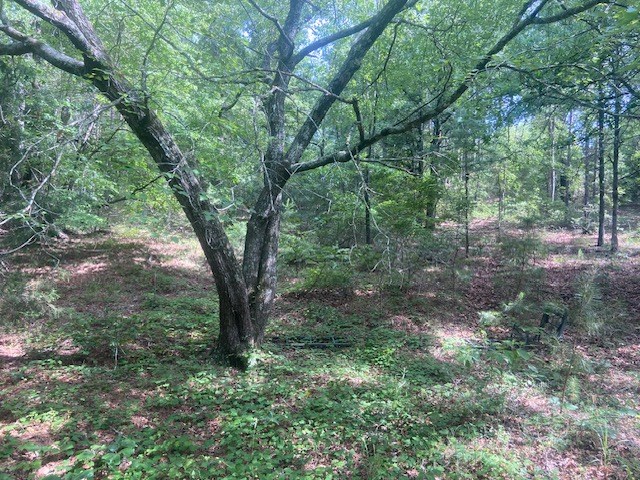 0 Bethlehem Road Box Springs, GA 31801 - Photo 10 of 26