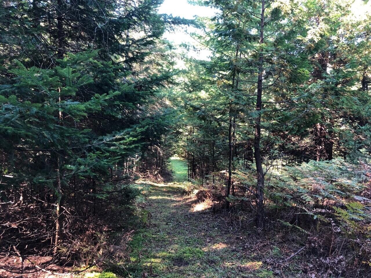 Tbd Banwell Road Afton, MI 49705 - Photo 15 of 22 thumbnail_IMG_6108