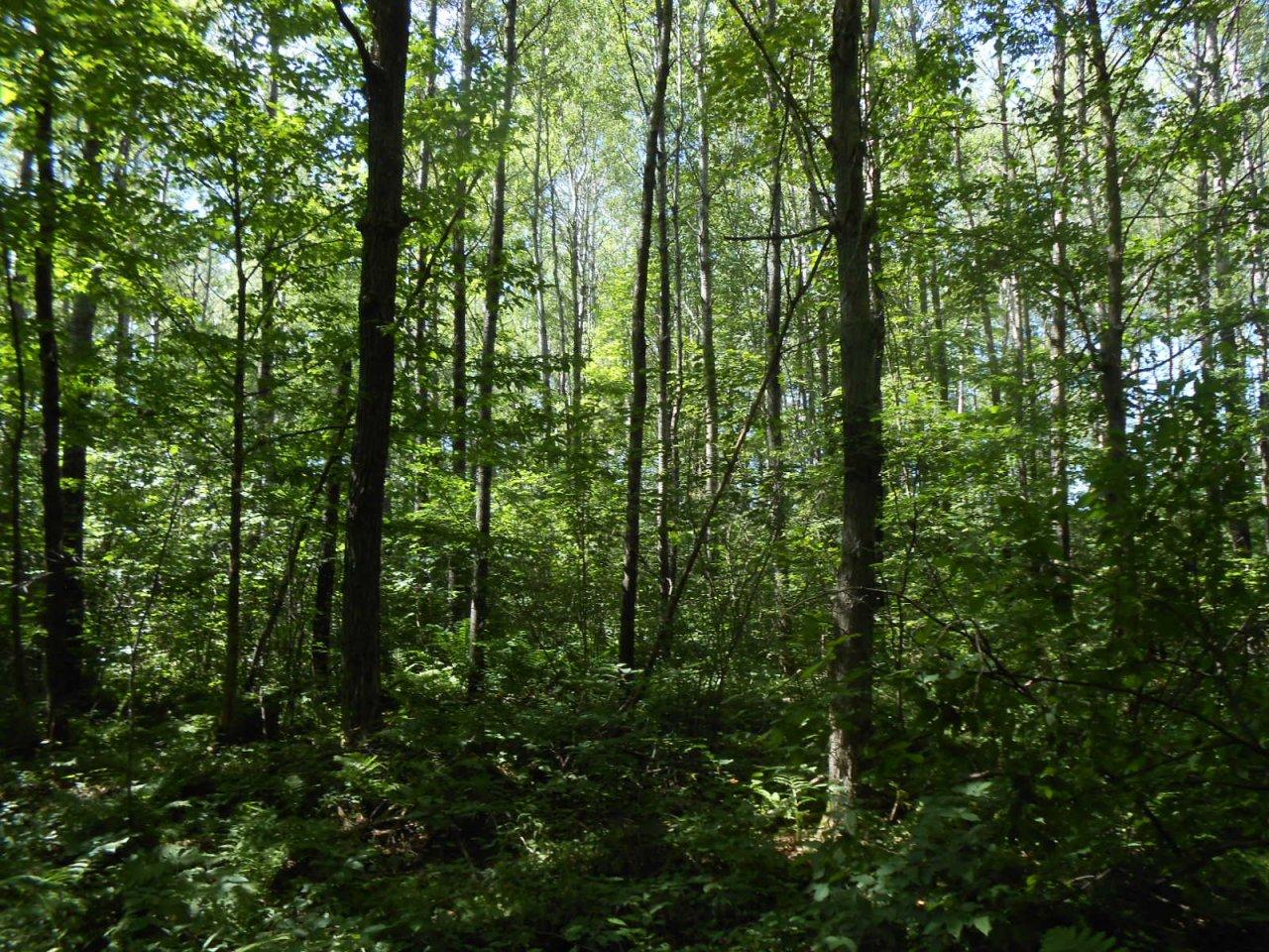 Off Green Creek Road Kennan, WI 54537 - Photo 10 of 15 Gallery Image 10