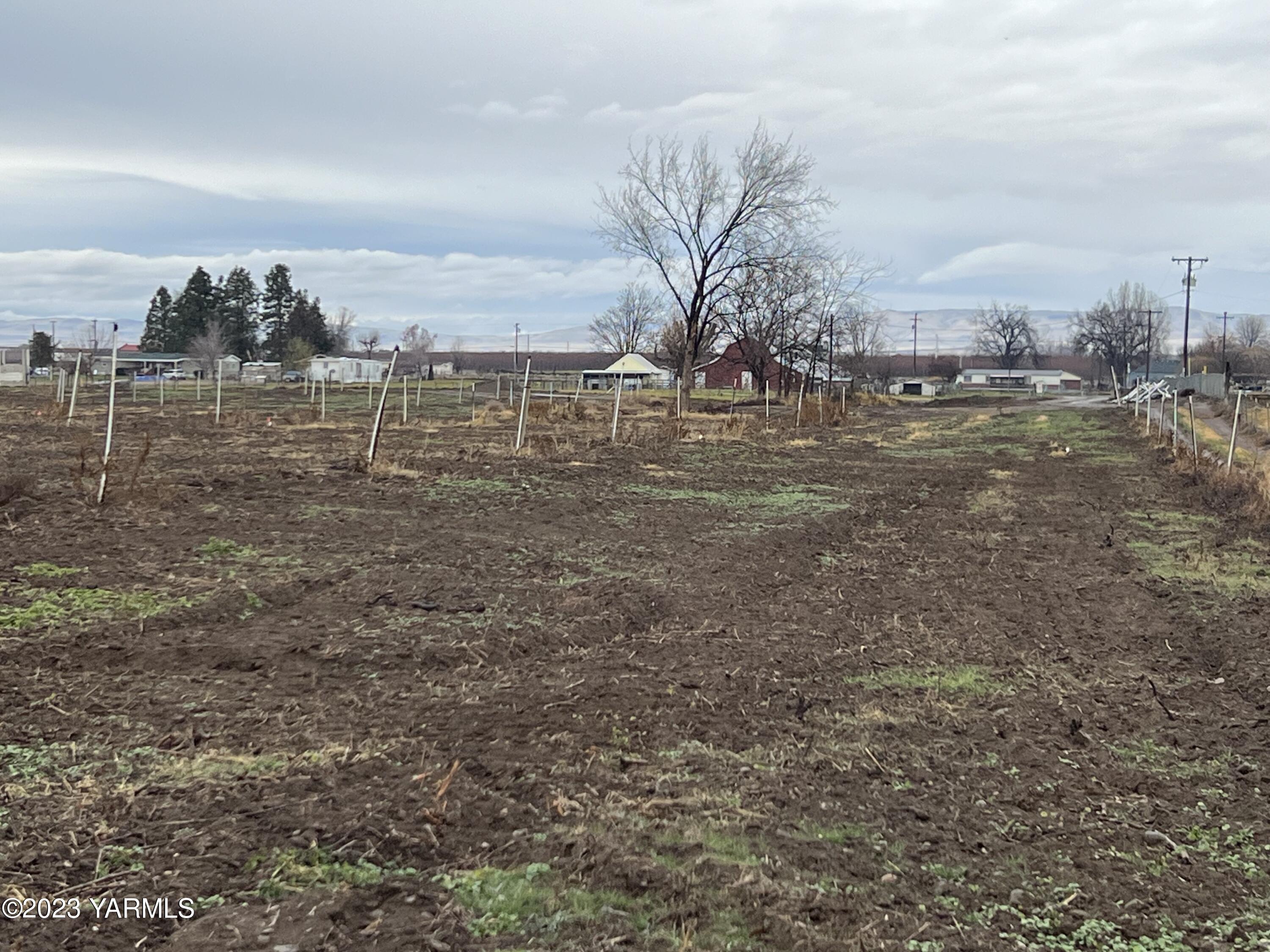 0 Hicks Road Grandview, WA 98930 - Photo 11 of 28 a view of a dry yard with trees