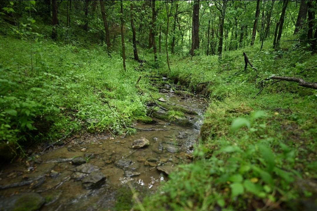 1370 Dog Branch Road Hartsville, TN 37074 - Photo 43 of 60 a view of a lush green forest