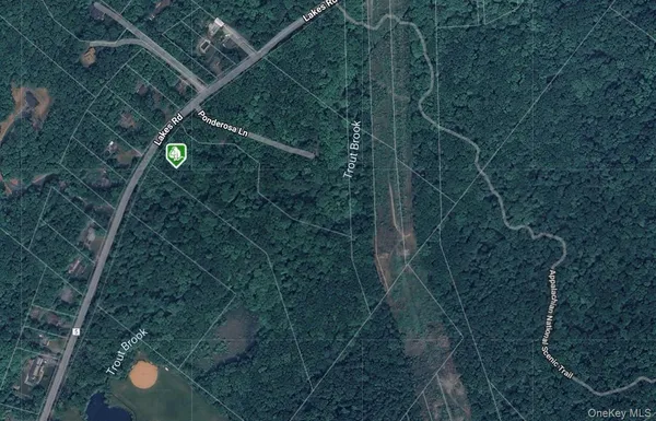 a view of a forest