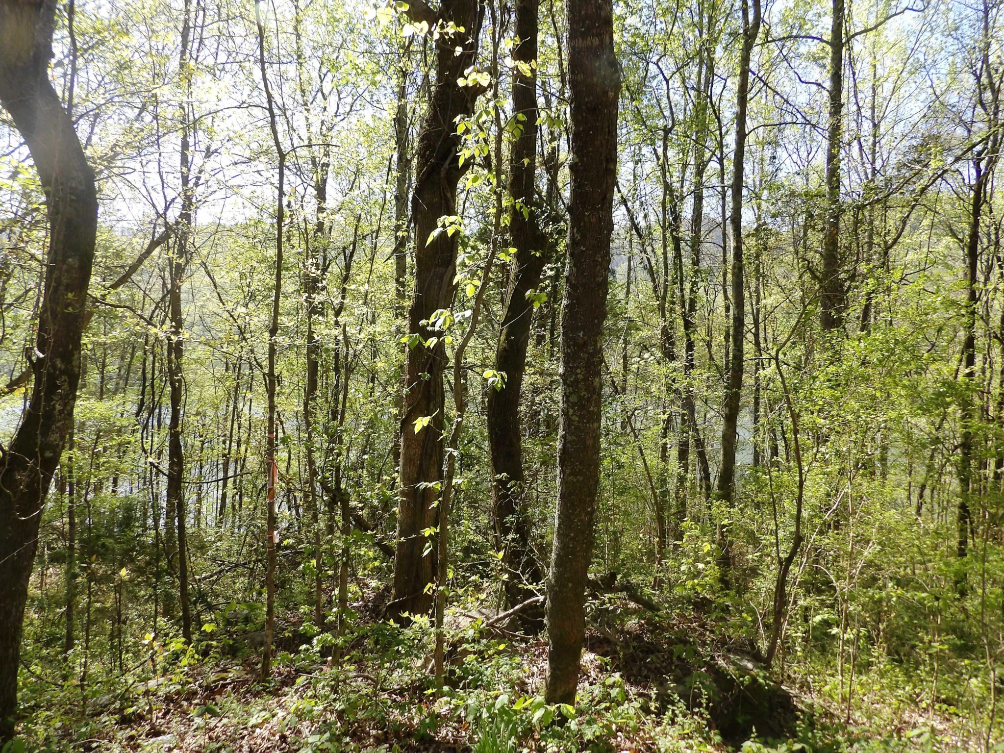 10900 Mullins Cove Road Whitwell, TN 37397 - Photo 6 of 25 Gallery Image 6