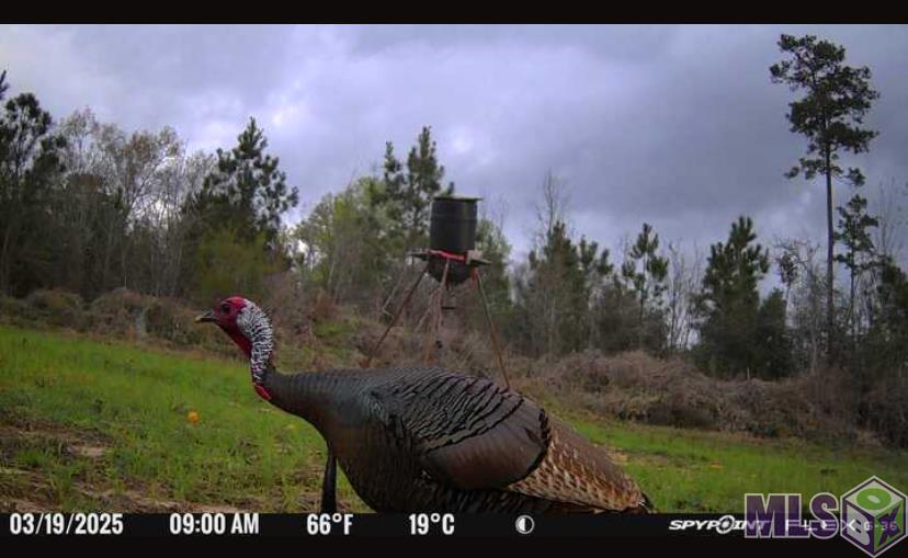 Tbd-tract 1 Gilead Road Clinton, LA 70722 - Photo 10 of 11