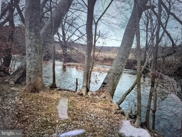 a view of a yard with large tree