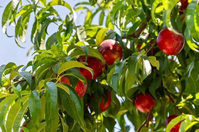 $3,900,000 | 20592 Ayers Avenue, Escalon, CA 95320