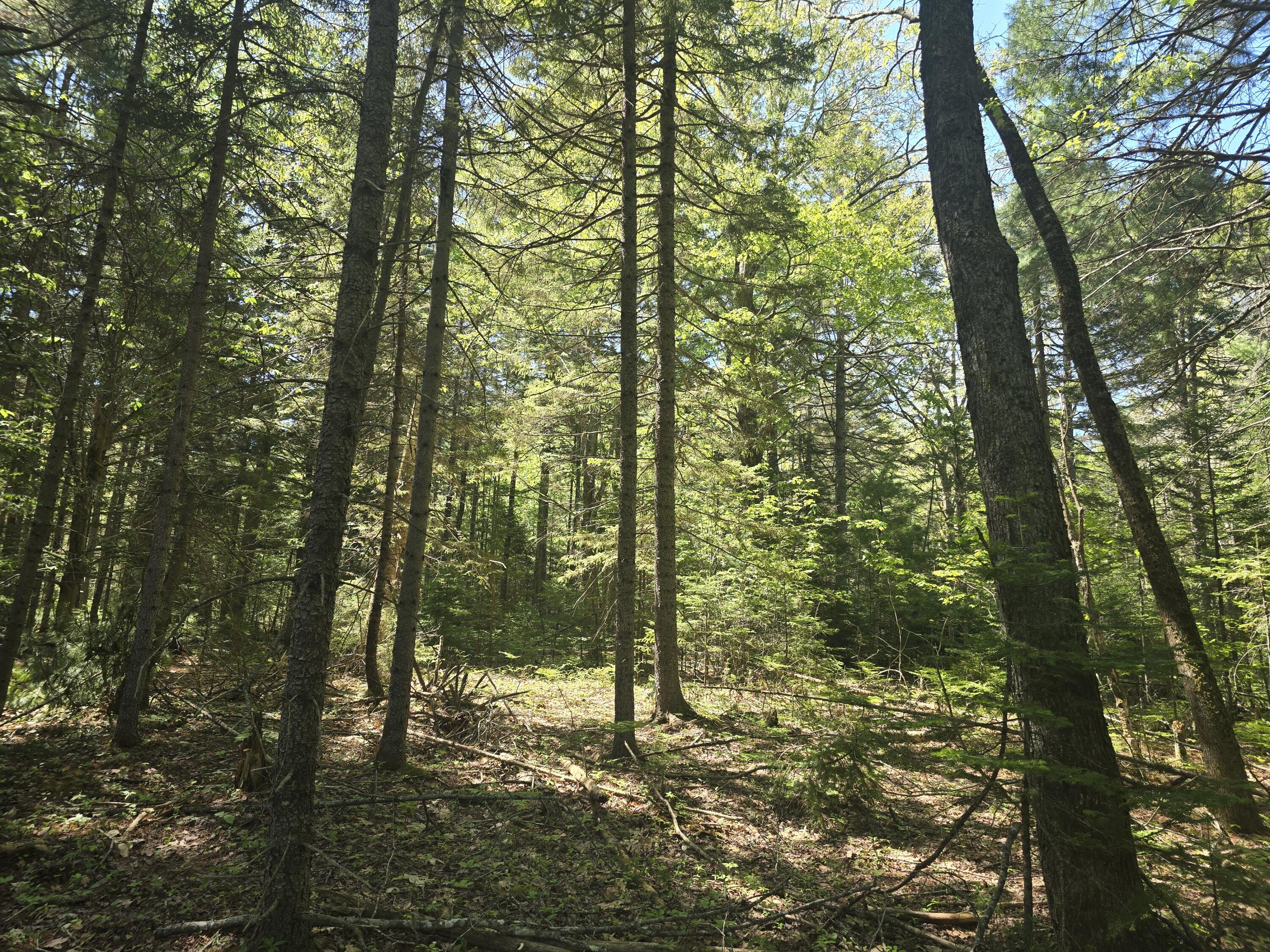 0 Boothbay Road Edgecomb, ME 04556 - Photo 8 of 20 20260603_103125