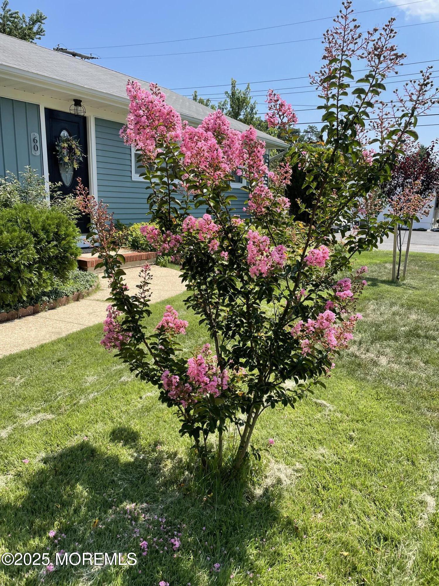 60 Shell Street Beachwood, NJ 08722 - Photo 3 of 24 a view of a flower in a garden