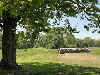 a view of a large yard with a large tree