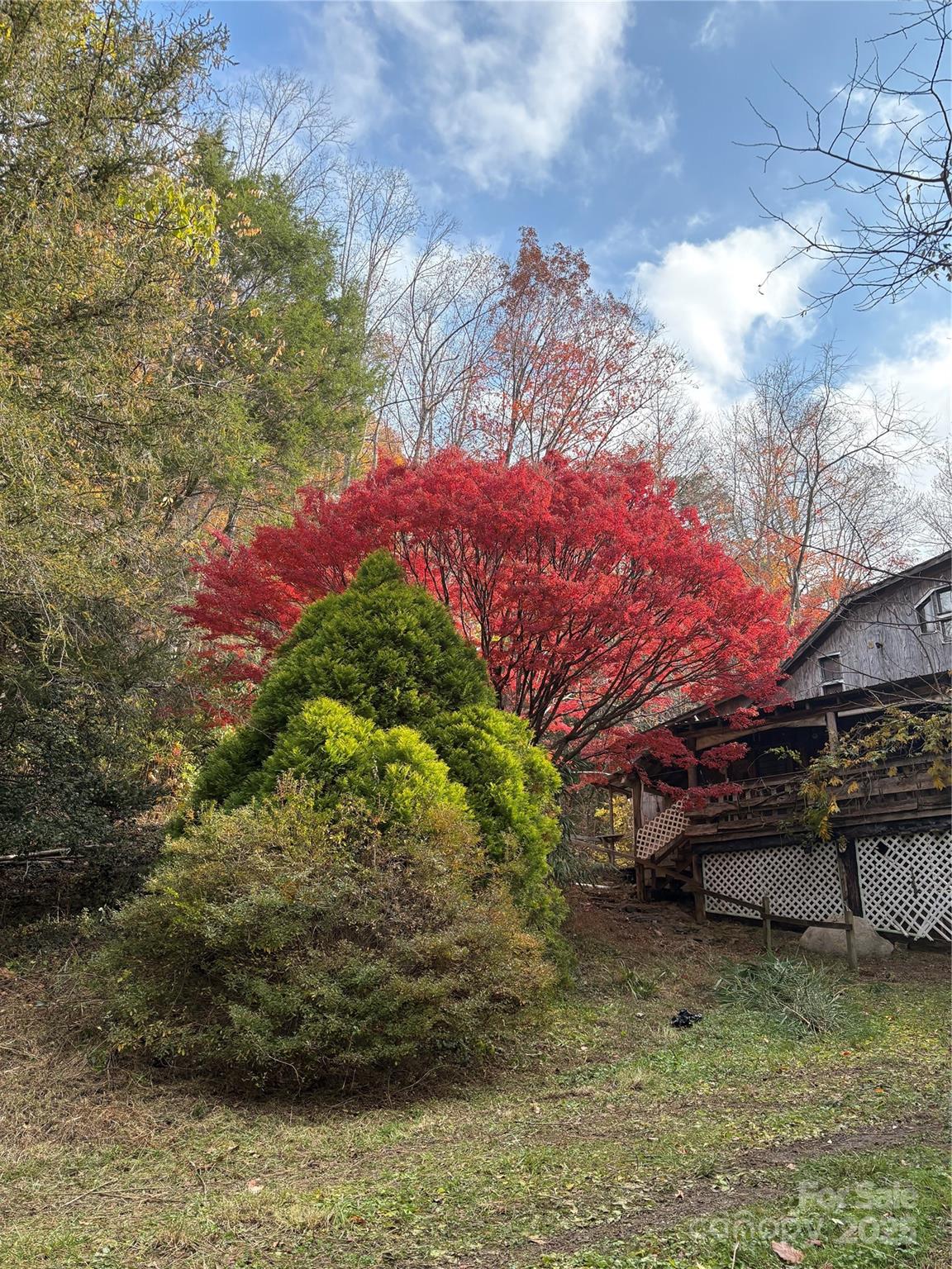 276 Cedar Creek Road Old Fort, NC 28762 - Photo 14 of 20 a view of a backyard with plants