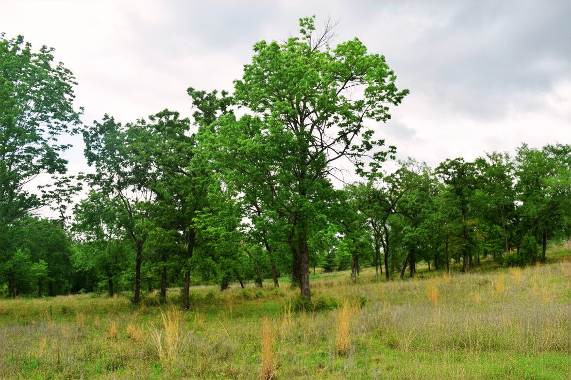 421 W West Buffalo, TX 75831 - Photo 15 of 22 a view of lake background with trees