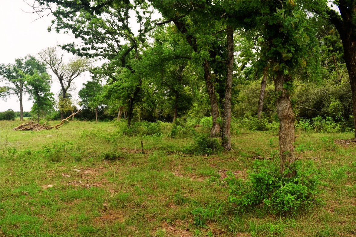 421 W West Buffalo, TX 75831 - Photo 9 of 22 a view of a green field with lots of bushes