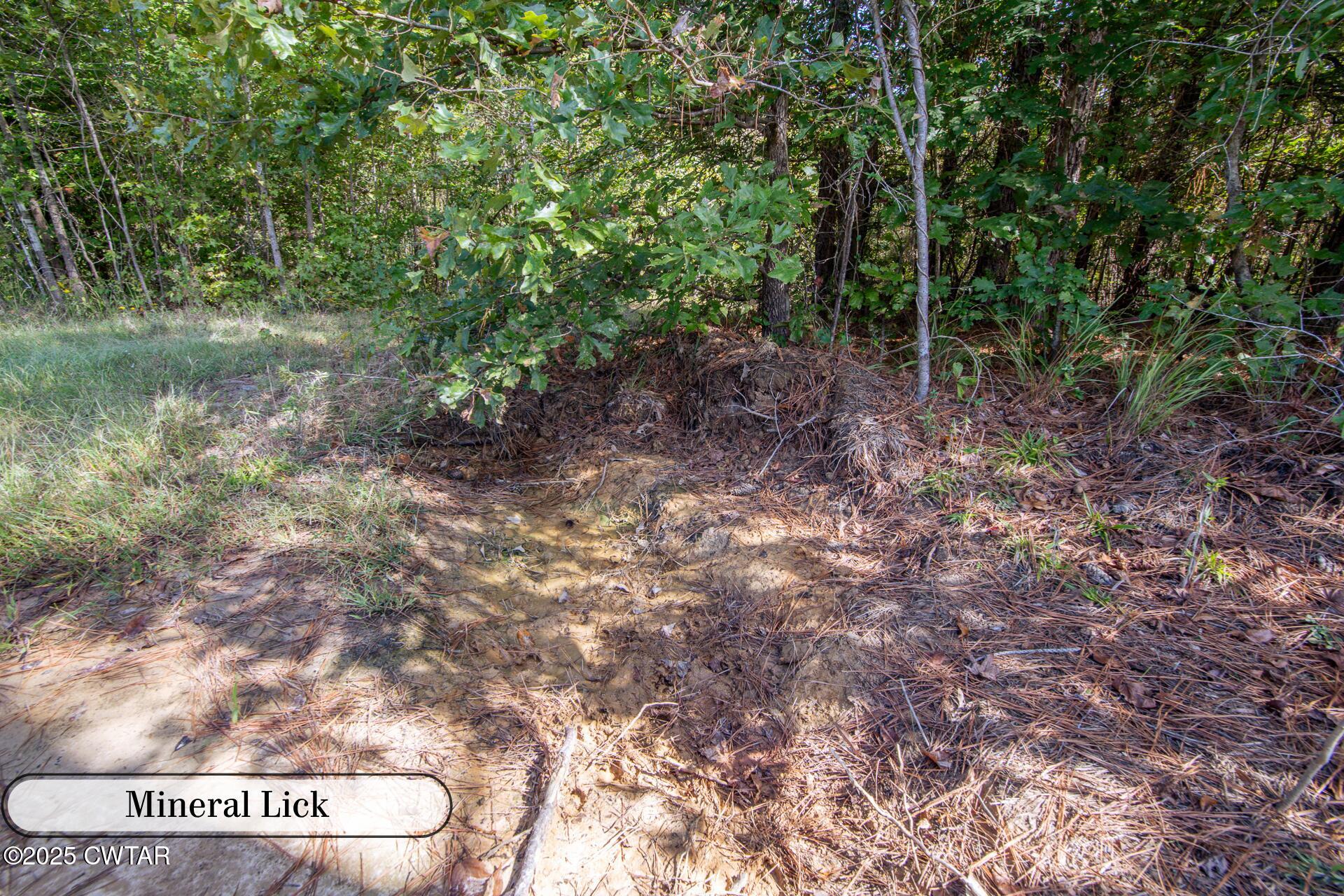424 Firetower Road Camden, TN 38320 - Photo 23 of 74 Food Plot #1-3