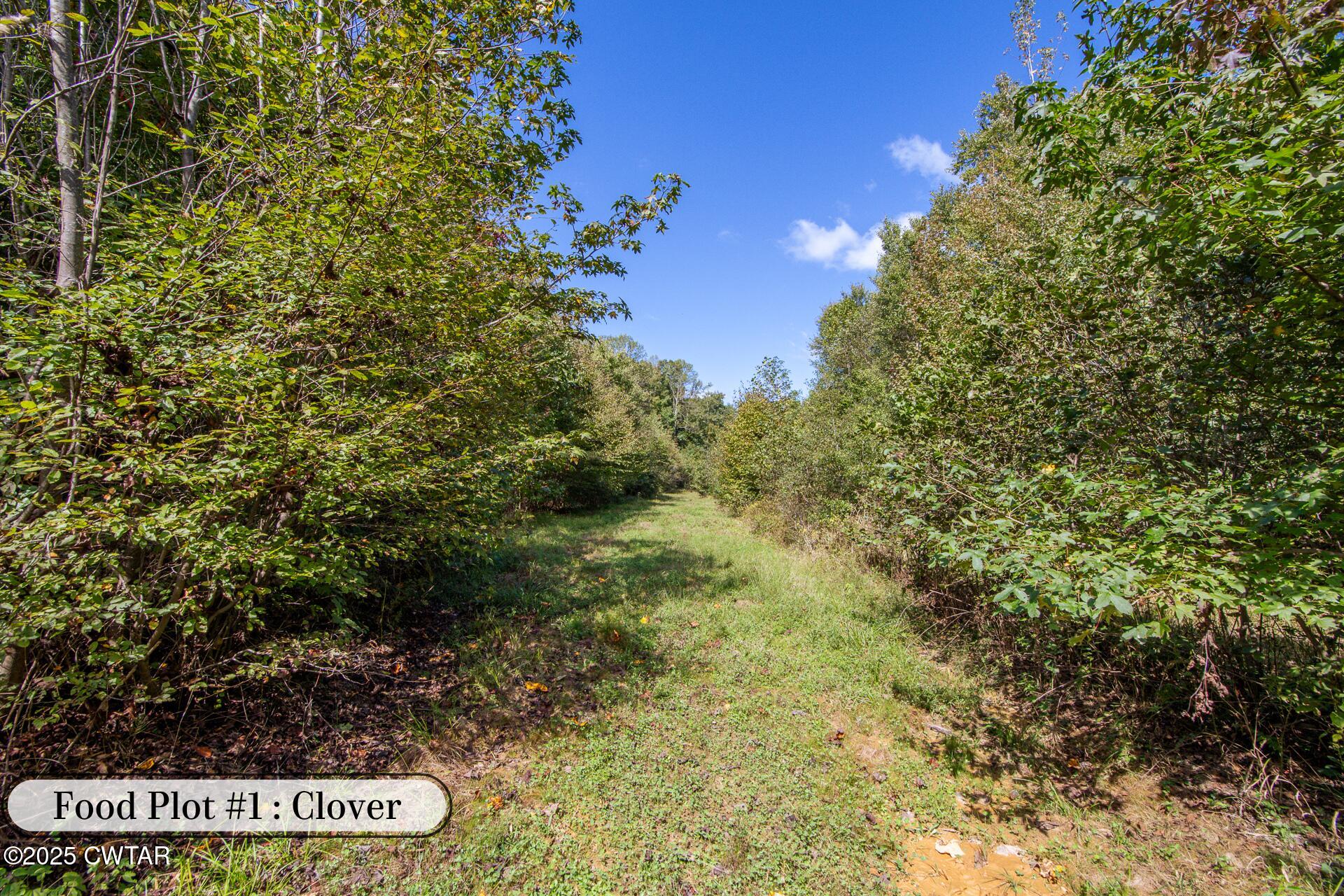 424 Firetower Road Camden, TN 38320 - Photo 8 of 74 Food Plot #1