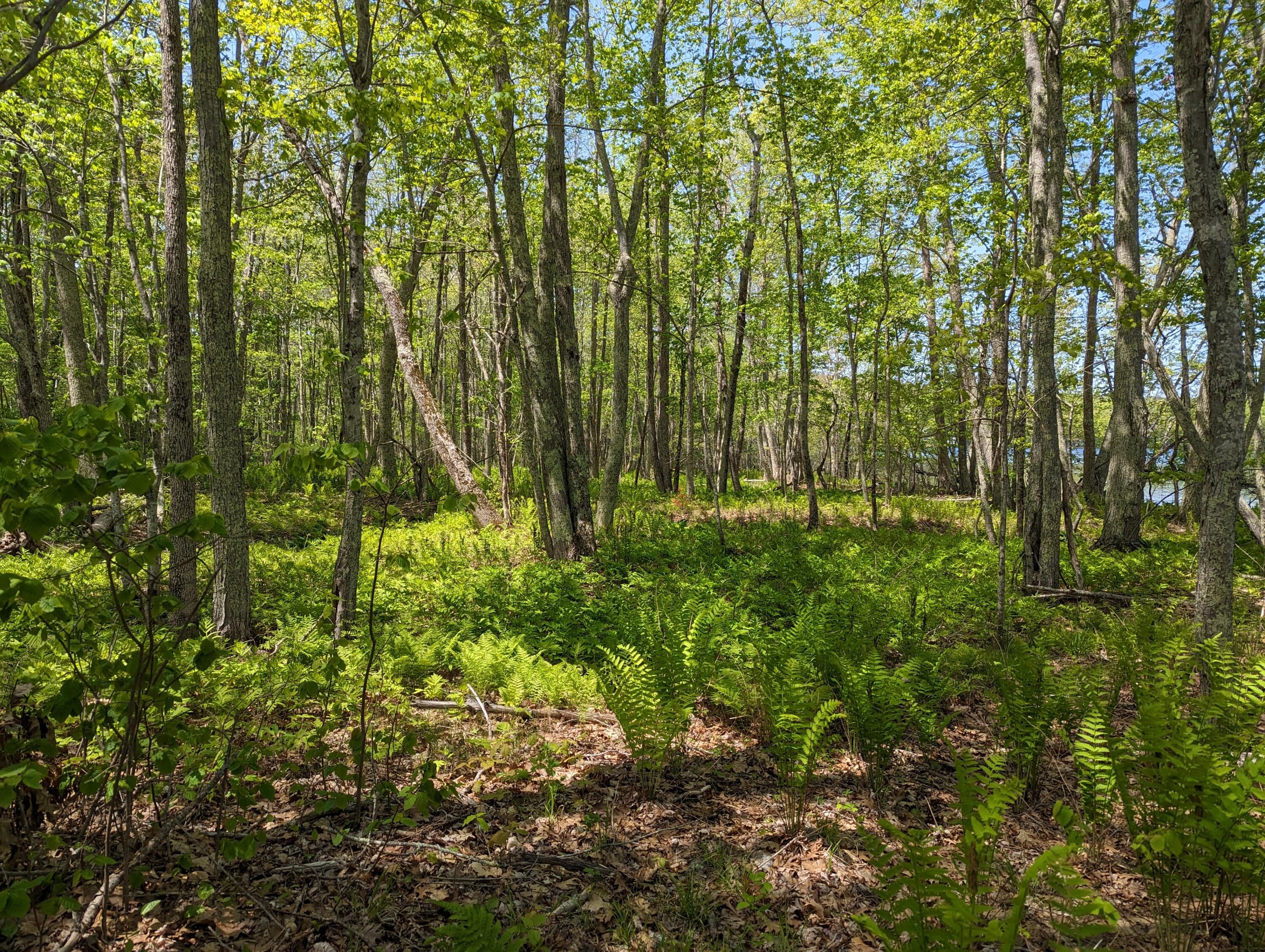 2 Sennebec Road Union, ME 04862 - Photo 6 of 17 PXL_20230523_164344401