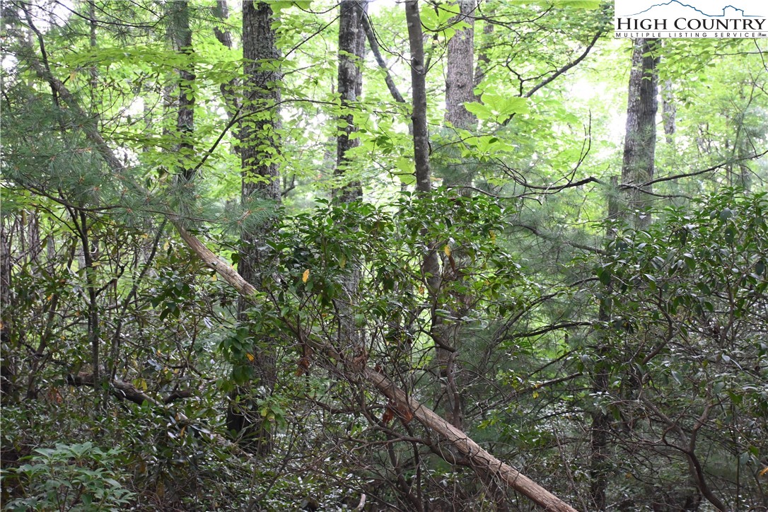 Endless View West Jefferson, NC 28694 - Photo 2 of 20 a view of a forest with a tree