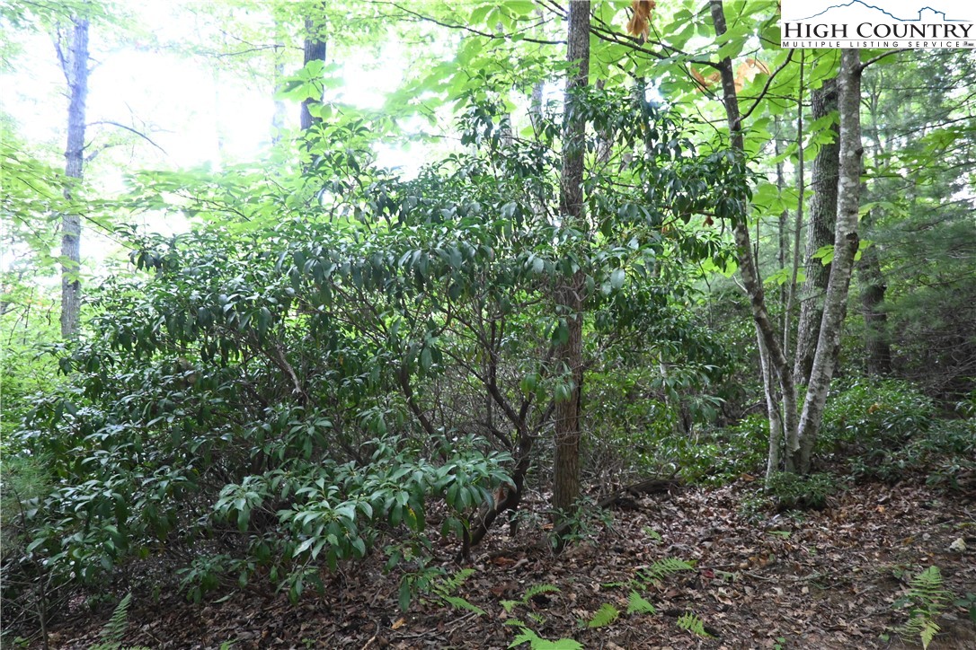 Endless View West Jefferson, NC 28694 - Photo 5 of 20 a view of a forest with lots of trees