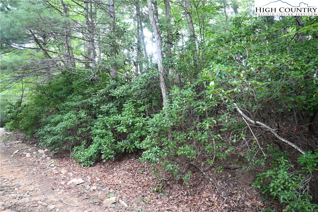 Endless View West Jefferson, NC 28694 - Photo 6 of 20 a view of a forest with lots of trees
