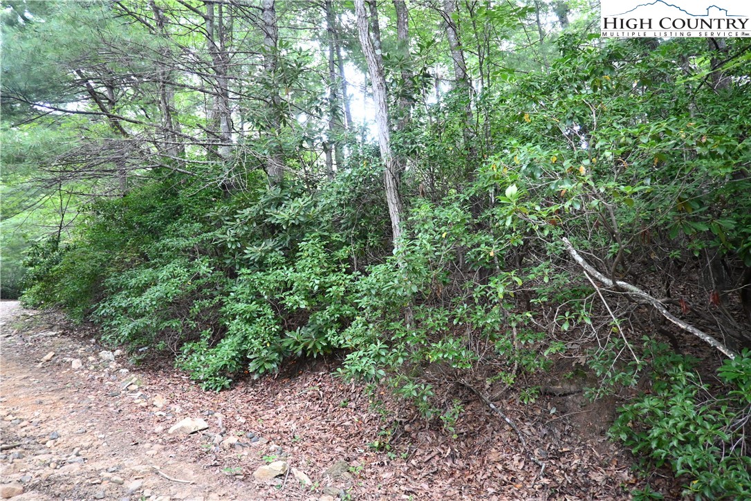 Endless View West Jefferson, NC 28694 - Photo 7 of 20 a view of a forest with a tree