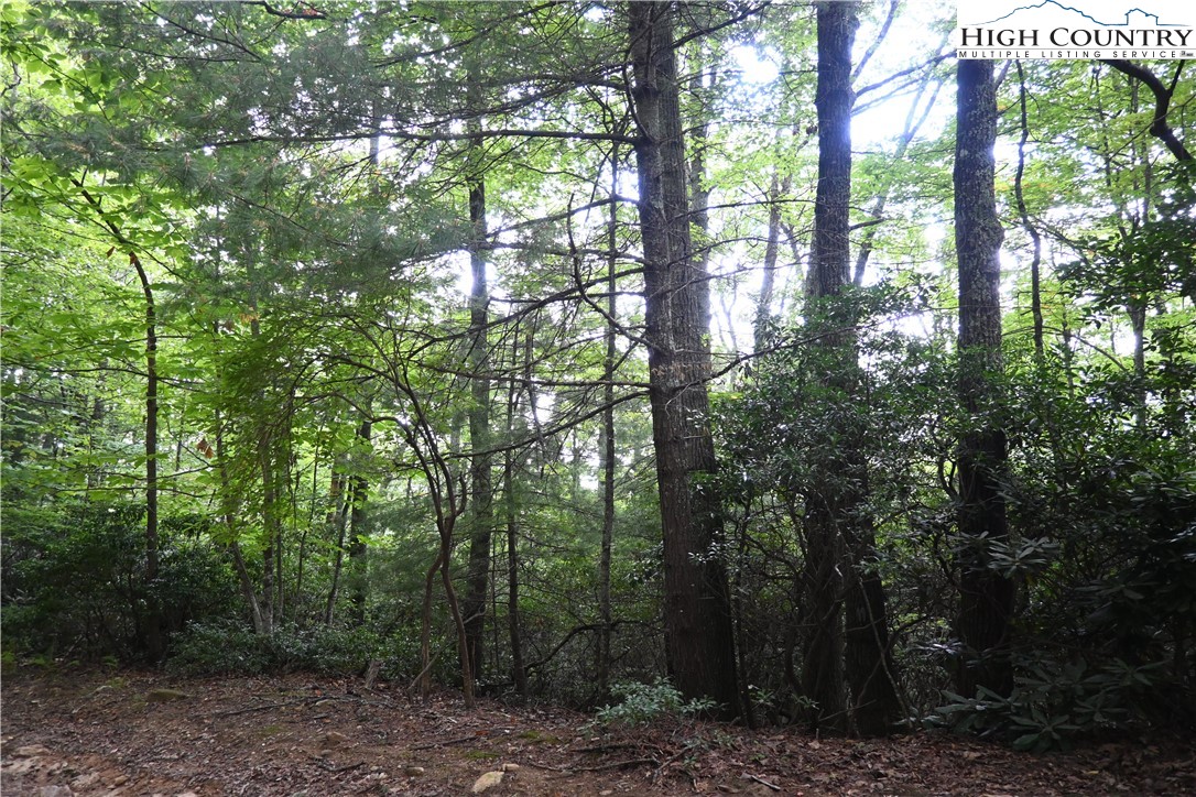 Endless View West Jefferson, NC 28694 - Photo 9 of 20 a view of forest