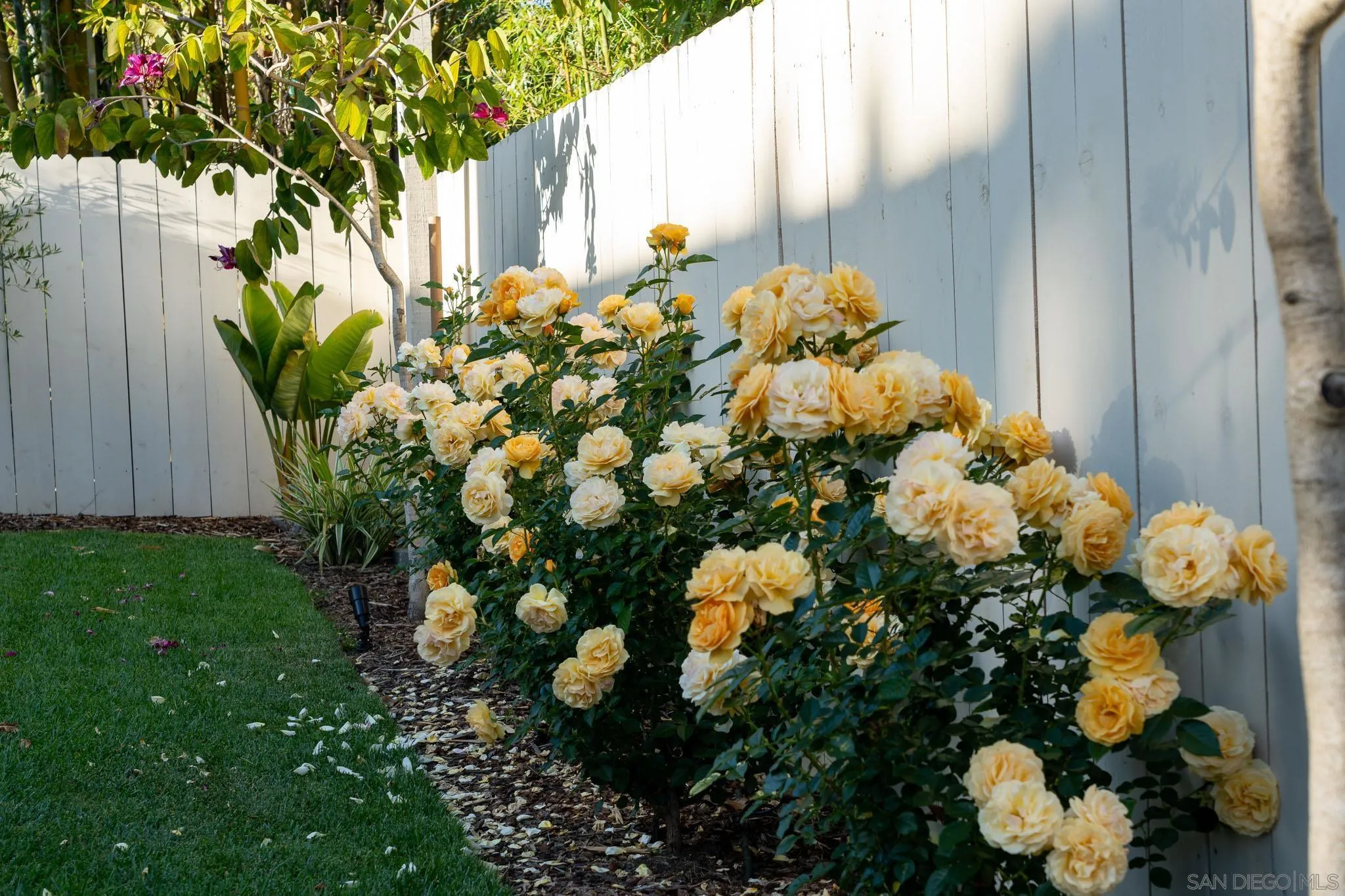 339 Rancho Santa Fe Road Encinitas, CA 92024 - Photo 33 of 36 a bunch of flowers in a garden