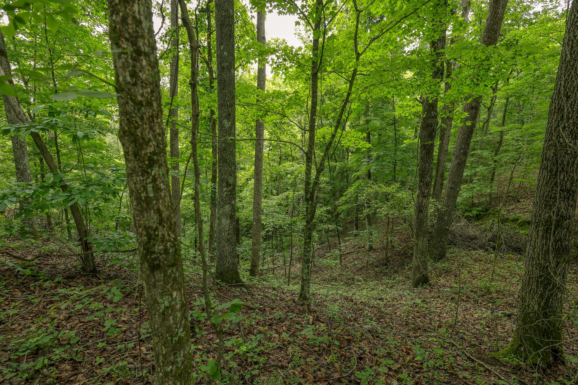0 Proffitt Hill Lane Decatur, TN 37322 - Photo 19 of 45 Gallery Image 19