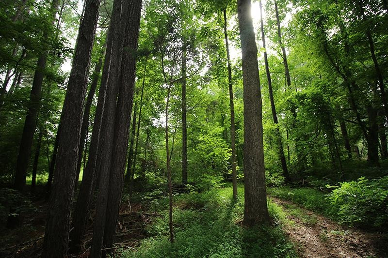 1421 Jenks Carpenter Road Cary, NC 27519 - Photo 10 of 65 Back Yard