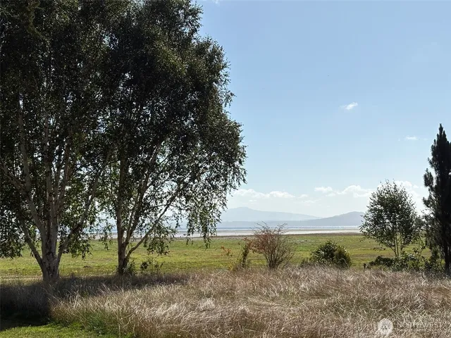 a view of a yard with large trees